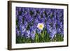 Daffodil and Purple Hyacinths-Colette2-Framed Photographic Print