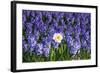 Daffodil and Purple Hyacinths-Colette2-Framed Photographic Print