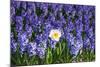 Daffodil and Purple Hyacinths-Colette2-Mounted Photographic Print