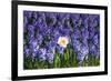 Daffodil and Purple Hyacinths-Colette2-Framed Photographic Print