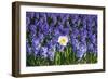 Daffodil and Purple Hyacinths-Colette2-Framed Photographic Print