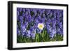 Daffodil and Purple Hyacinths-Colette2-Framed Photographic Print