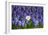 Daffodil and Purple Hyacinths-Colette2-Framed Photographic Print