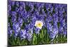 Daffodil and Purple Hyacinths-Colette2-Mounted Photographic Print