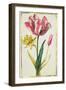 Daffodil and Tulip, C.1675-Nicolas Robert-Framed Giclee Print