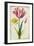 Daffodil and Tulip, C.1675-Nicolas Robert-Framed Giclee Print