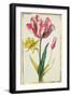 Daffodil and Tulip, C.1675-Nicolas Robert-Framed Giclee Print