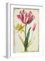 Daffodil and Tulip, C.1675-Nicolas Robert-Framed Giclee Print