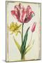 Daffodil and Tulip, C.1675-Nicolas Robert-Mounted Giclee Print