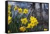 Daffodil Blooms-Anna Miller-Framed Stretched Canvas