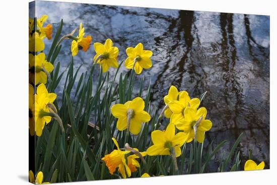 Daffodil Blooms-Anna Miller-Stretched Canvas