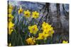 Daffodil Blooms-Anna Miller-Stretched Canvas