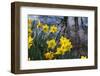 Daffodil Blooms-Anna Miller-Framed Photographic Print