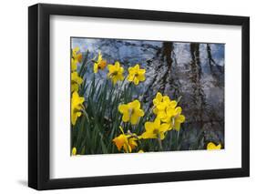 Daffodil Blooms-Anna Miller-Framed Photographic Print