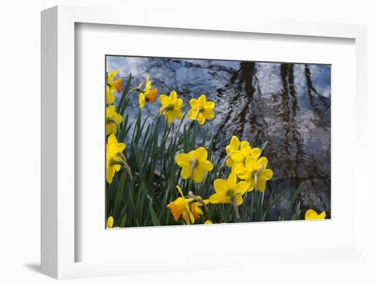 Daffodil Blooms-Anna Miller-Framed Photographic Print