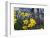 Daffodil Blooms-Anna Miller-Framed Photographic Print