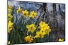 Daffodil Blooms-Anna Miller-Mounted Photographic Print