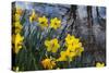 Daffodil Blooms-Anna Miller-Stretched Canvas