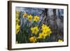 Daffodil Blooms-Anna Miller-Framed Photographic Print