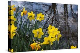 Daffodil Blooms-Anna Miller-Stretched Canvas