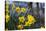 Daffodil Blooms-Anna Miller-Stretched Canvas