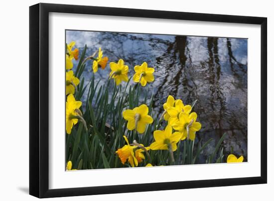 Daffodil Blooms-Anna Miller-Framed Photographic Print