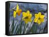 Daffodil Blooms-Anna Miller-Framed Stretched Canvas