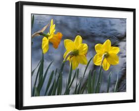 Daffodil Blooms-Anna Miller-Framed Photographic Print