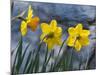 Daffodil Blooms-Anna Miller-Mounted Photographic Print