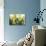 Daffodil Bouquet-Karyn Millet-Photographic Print displayed on a wall