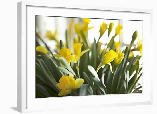 Daffodil Bouquet-Karyn Millet-Framed Photographic Print