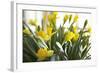 Daffodil Bouquet-Karyn Millet-Framed Photographic Print