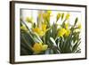 Daffodil Bouquet-Karyn Millet-Framed Photographic Print