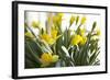 Daffodil Bouquet-Karyn Millet-Framed Photographic Print