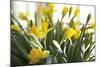 Daffodil Bouquet-Karyn Millet-Mounted Photographic Print
