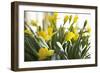 Daffodil Bouquet-Karyn Millet-Framed Photographic Print