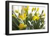 Daffodil Bouquet-Karyn Millet-Framed Photographic Print