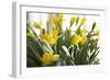 Daffodil Bouquet-Karyn Millet-Framed Photographic Print