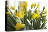 Daffodil Bouquet-Karyn Millet-Stretched Canvas