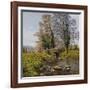 Daffodil Bridge-Bill Makinson-Framed Giclee Print