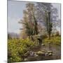 Daffodil Bridge-Bill Makinson-Mounted Giclee Print
