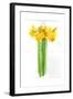 Daffodil Bunch, 2014-John Keeling-Framed Giclee Print