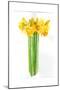 Daffodil Bunch, 2014-John Keeling-Mounted Giclee Print