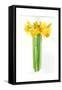 Daffodil Bunch, 2014-John Keeling-Framed Stretched Canvas