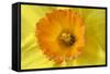Daffodil Detail of an Orange and Yellow Coloured-null-Framed Stretched Canvas