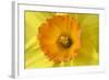 Daffodil Detail of an Orange and Yellow Coloured-null-Framed Photographic Print