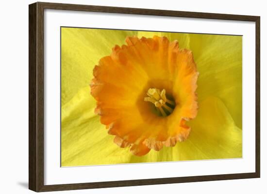 Daffodil Detail of an Orange and Yellow Coloured-null-Framed Photographic Print