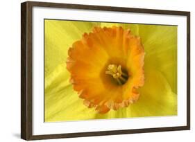 Daffodil Detail of an Orange and Yellow Coloured-null-Framed Photographic Print