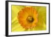 Daffodil Detail of an Orange and Yellow Coloured-null-Framed Photographic Print