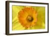 Daffodil Detail of an Orange and Yellow Coloured-null-Framed Photographic Print